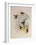 Jourdan's Wood Star, Calothorax Jourdani-John Gould-Framed Giclee Print