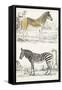 Journal of Natural History I-Georges Cuvier-Framed Stretched Canvas