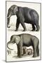 Journal of Natural History IV-Georges Cuvier-Mounted Art Print