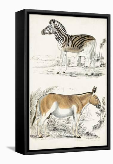 Journal of Natural History V-Georges Cuvier-Framed Stretched Canvas