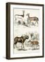 Journal of Natural History VI-Georges Cuvier-Framed Art Print