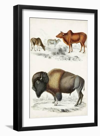 Journal of Natural History VII-Georges Cuvier-Framed Art Print