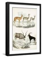 Journal of Natural History VIII-Georges Cuvier-Framed Art Print