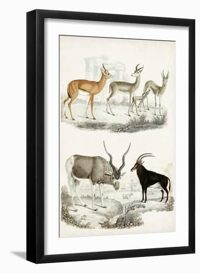 Journal of Natural History VIII-Georges Cuvier-Framed Art Print