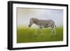 Journey of the Zebra-Jai Johnson-Framed Giclee Print