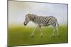 Journey of the Zebra-Jai Johnson-Mounted Giclee Print