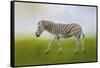 Journey of the Zebra-Jai Johnson-Framed Stretched Canvas