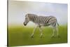 Journey of the Zebra-Jai Johnson-Stretched Canvas