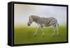 Journey of the Zebra-Jai Johnson-Framed Stretched Canvas