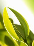 Leaf Tips of the Jojoba Plant-jovandenberg-Photographic Print