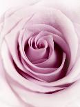 Pink Rose-Joy Atkinson-Mounted Photographic Print