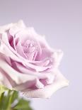 Pink Rose-Joy Atkinson-Framed Premium Photographic Print