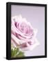 Essential Black
