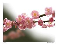 Cherry Blossoms I-Joy Doherty-Giclee Print