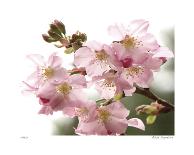 Cherry Blossoms II-Joy Doherty-Giclee Print