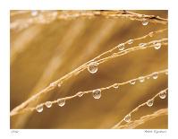 Morning Dew II-Joy Doherty-Giclee Print