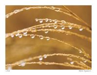 Morning Dew I-Joy Doherty-Giclee Print