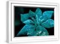 White Frame