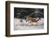 Joy on the snow-Michaela Firesova-Framed Photographic Print