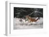 Joy on the snow-Michaela Firesova-Framed Photographic Print