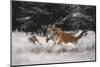 Joy on the snow-Michaela Firesova-Mounted Photographic Print