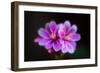 Joy-Philippe Sainte-Laudy-Framed Photographic Print