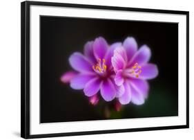 Joy-Philippe Sainte-Laudy-Framed Photographic Print