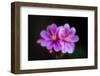 Joy-Philippe Sainte-Laudy-Framed Photographic Print