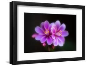 Joy-Philippe Sainte-Laudy-Framed Photographic Print