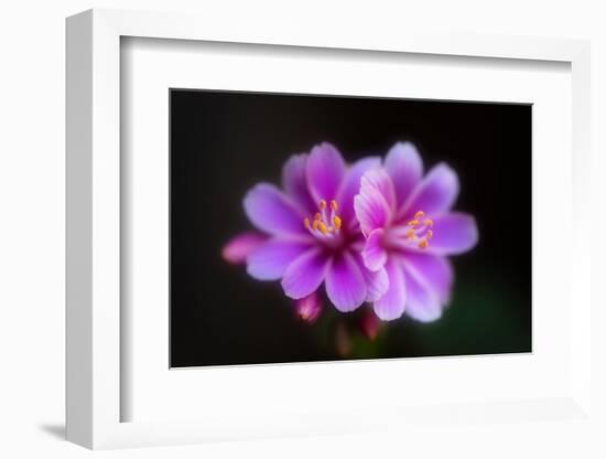 Joy-Philippe Sainte-Laudy-Framed Photographic Print