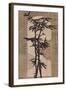 Joyful Bamboo-Bella Dos Santos-Framed Art Print