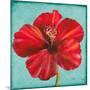 Joyful Hibiscus-Patricia Pinto-Mounted Art Print