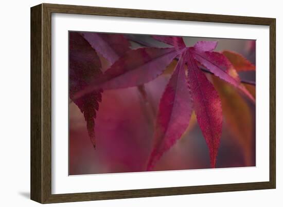 Joyful Maple I-Rita Crane-Framed Photographic Print