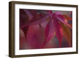 Joyful Maple I-Rita Crane-Framed Photographic Print