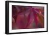 Joyful Maple I-Rita Crane-Framed Photographic Print