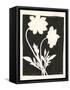 Joyful Spring I Black-Moira Hershey-Framed Stretched Canvas