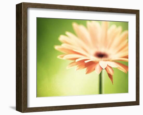 Joyful-Carolyn Cochrane-Framed Photographic Print