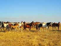 Herd of Goats in the Sunset at Mongolian Village-joyfull-Photographic Print