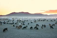 Big Herd of Horses in Crimean Prairie at Sunset-joyfull-Photographic Print