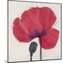 Joyous Poppy-Ivo Stoyanov-Mounted Art Print