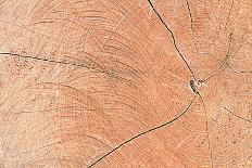 A Wood Texture for Pattern and Background.-joytasa-Laminated Photographic Print