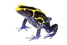 Lovely Poison Frog (Phyllobates Lugubris) Male with a Tadpole, Isla Colon, Panama, June-Jp Lawrence-Photographic Print