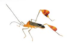 Flag-Footed Bug (Anisocelis Flavolineata) Gamboa, Panama Meetyourneighbours. Net Project-Jp Lawrence-Photographic Print