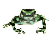 Dyeing Poison Frog (Dendrobates Tinctorius) The Kaw Mountains-Jp Lawrence-Photographic Print