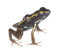Cave Salamander (Eurycea Lucifuga) Nachez Trace Parkway, Mississippi, USA-Jp Lawrence-Photographic Print