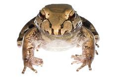 Savage'S Thin-Toed Frog (Leptodactylus Savagei) Isla Colon, Panama. Meetyourneighbours.Net Project-Jp Lawrence-Photographic Print