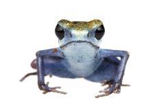 Strawberry Poison Frog (Oophaga Pumilio) Escudo De Veraguas, Panama. Meetyourneighbours.Net Project-Jp Lawrence-Photographic Print