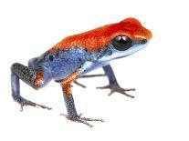 Dyeing Poison Frog (Dendrobates Tinctorius) Captive-Jp Lawrence-Photographic Print