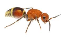 Velvet Ant (Dasymutilla Quadriguttata) Oxford, Mississippi, USA. Meetyourneighbours. Net Project-Jp Lawrence-Photographic Print