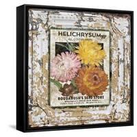 JP0546-Tin Tile-Helchrysum-Jean Plout-Framed Stretched Canvas